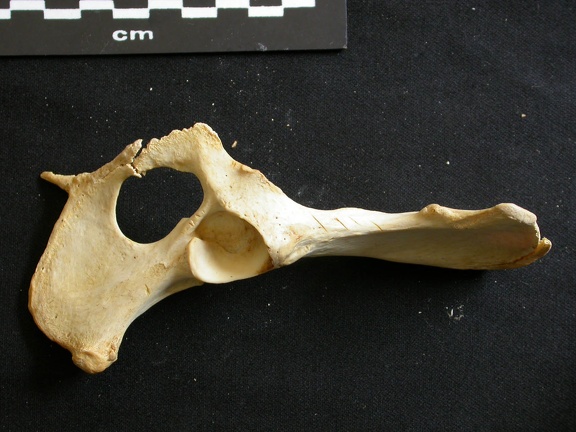 Coxal (10056 visites) Lycaon pictus - Mâle - Adulte - Élément gaucheCollection : Département d'Ostéologie du Musée N... Coxal