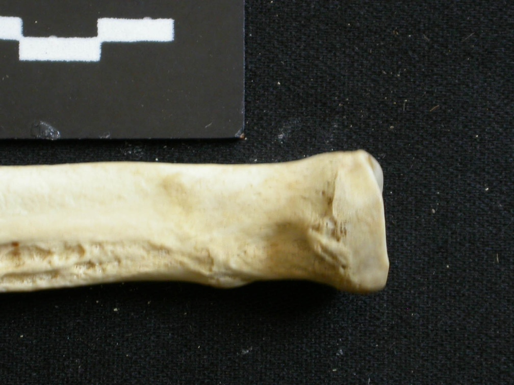 Radio : parte proximal (6462 visitas) Lycaon pictus - Macho - Adulto - Elemento derechoColección : Departamento d'Osteología del Museo ... Radio : parte proximal