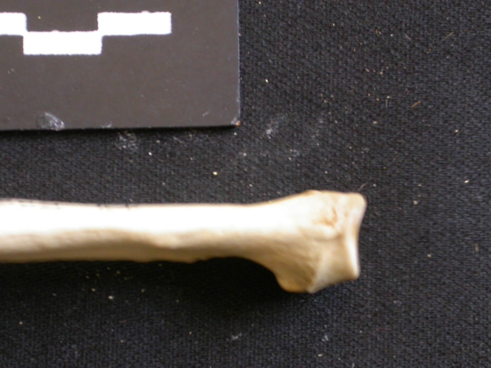 Radio : parte proximal (6674 visitas) Lycaon pictus - Macho - Adulto - Elemento derechoColección : Departamento d'Osteología del Museo ... Radio : parte proximal