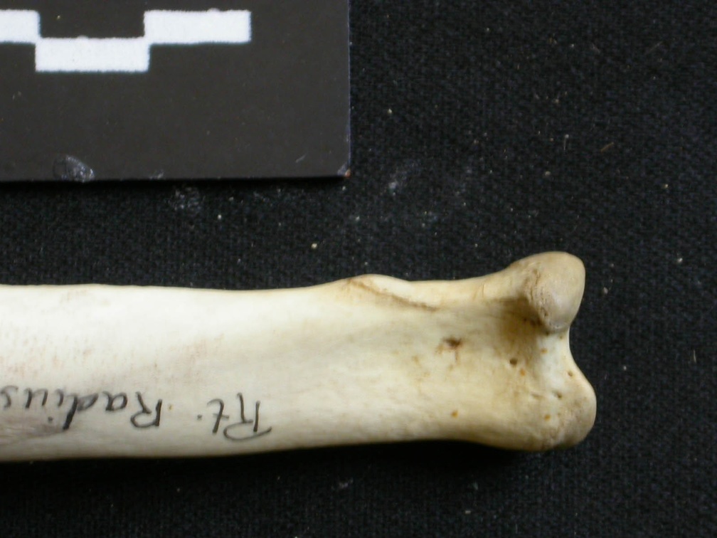 Radio : parte proximal (6931 visitas) Lycaon pictus - Macho - Adulto - Elemento derechoColección : Departamento d'Osteología del Museo ... Radio : parte proximal