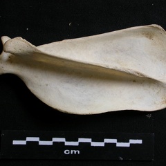 Scapula : vue latérale (7251 visites) Lycaon pictus - Mâle - Adulte - Élément droitCollection : Département d'Ostéologie du Musée Na... Scapula : vue latérale