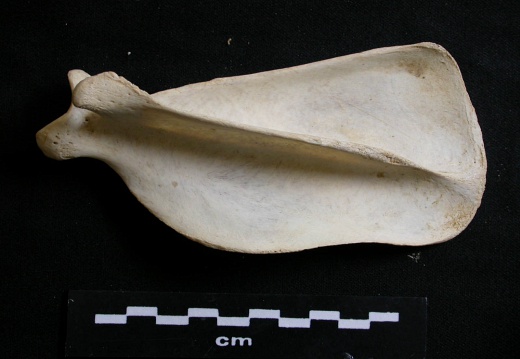 Scapula: side view