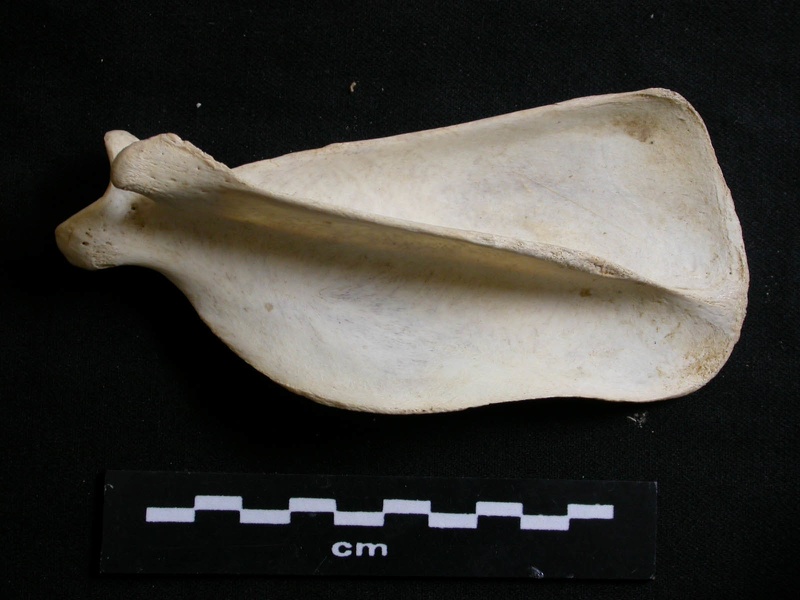 Scapula : vue latérale (7270 visites) Lycaon pictus - Mâle - Adulte - Élément droitCollection : Département d'Ostéologie du Musée Na... Scapula : vue latérale
