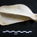 Scapula : vue latérale (7462 visites) Lycaon pictus - Mâle - Adulte - Élément droitCollection : Département d'Ostéologie du Musée Na... Scapula : vue latérale