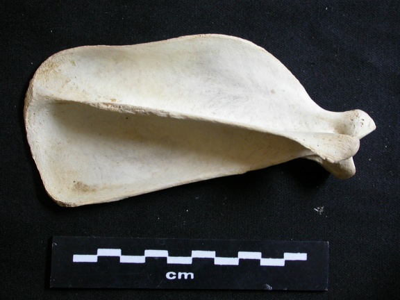 Scapula: side view (7462 visits) Lycaon pictus - Male - Adult - Right elementCollection: Department d'Osteology of National Museum o... Scapula: side view
