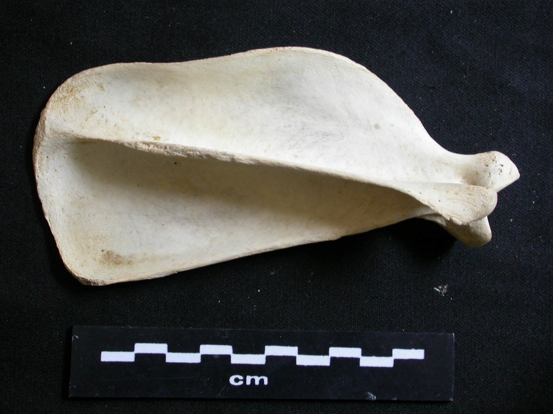 Scapula : vue latérale (7458 visites) Lycaon pictus - Mâle - Adulte - Élément droitCollection : Département d'Ostéologie du Musée Na... Scapula : vue latérale
