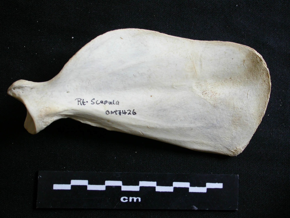 Scapula : vue médiale (8005 visites) Lycaon pictus - Mâle - Adulte - Élément droitCollection : Département d'Ostéologie du Musée Na... Scapula : vue médiale
