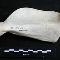 Scapula : vue médiale (8007 visites) Lycaon pictus - Mâle - Adulte - Élément droitCollection : Département d'Ostéologie du Musée Na... Scapula : vue médiale