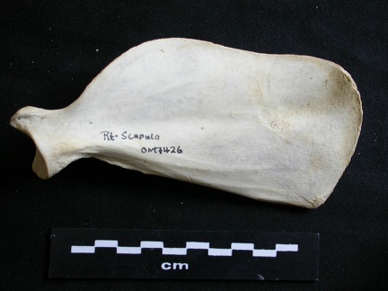 Scapula : vue médiale (8095 visites) Lycaon pictus - Mâle - Adulte - Élément droitCollection : Département d'Ostéologie du Musée Na... Scapula : vue médiale