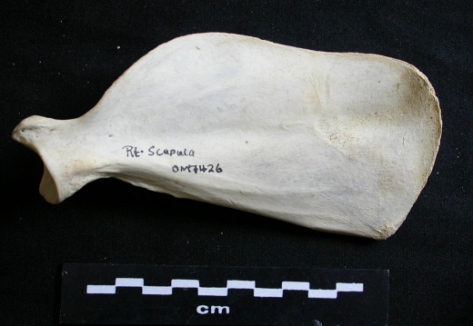 Scapula: medial view