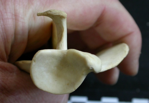 Scapula: ventral view