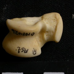 Talus (9638 visits) Lycaon pictus - Male - Adult - Right elementCollection: Department d'Osteology of National Museum o... Talus
