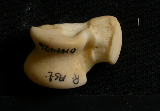 Talus (9603 visits) Lycaon pictus - Male - Adult - Right elementCollection: Department d'Osteology of National Museum o... Talus