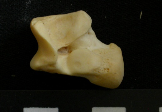 Talus (9036 visits) Lycaon pictus - Male - Adult - Right elementCollection: Department d'Osteology of National Museum o... Talus
