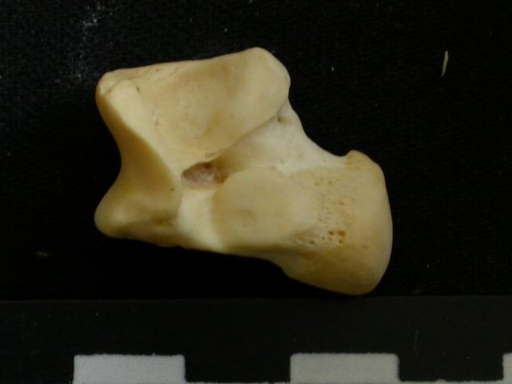 Talus (9094 visits) Lycaon pictus - Male - Adult - Right elementCollection: Department d'Osteology of National Museum o... Talus