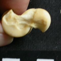 Talus (9159 visits) Lycaon pictus - Male - Adult - Right elementCollection: Department d'Osteology of National Museum o... Talus