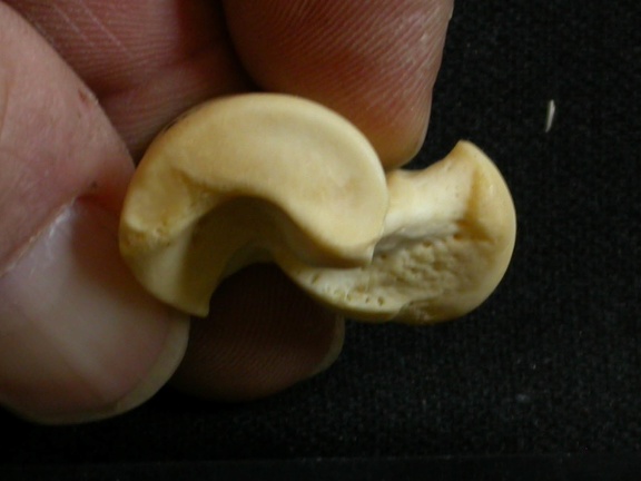 Talus (8686 visits) Lycaon pictus - Male - Adult - Right elementCollection: Department d'Osteology of National Museum o... Talus