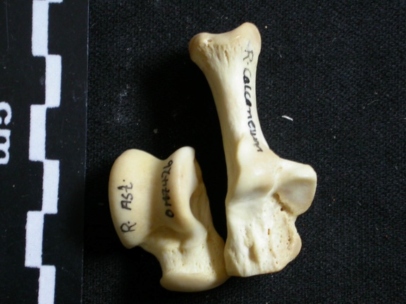 Talus and calcaneus (10454 visits) Lycaon pictus - Male - Adult - Right elementsCollection: Department d'Osteology of National Museum ... Talus and calcaneus