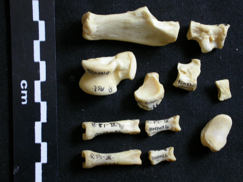 Tarse et phalanges (36139 visites) Lycaon pictus - Mâle - Adulte - Éléments droitsCollection : Département d'Ostéologie du Musée ... Tarse et phalanges