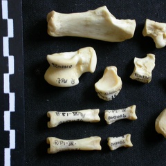 Tarse et phalanges (36144 visites) Lycaon pictus - Mâle - Adulte - Éléments droitsCollection : Département d'Ostéologie du Musée ... Tarse et phalanges