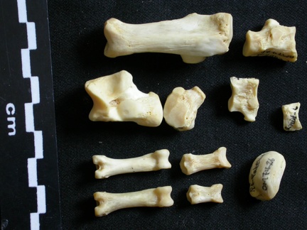 Tarse et phalanges (36537 visites) Lycaon pictus - Mâle - Adulte - Éléments droitsCollection : Département d'Ostéologie du Musée ... Tarse et phalanges