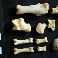 Tarse et phalanges (37387 visites) Lycaon pictus - Mâle - Adulte - Éléments droitsCollection : Département d'Ostéologie du Musée ... Tarse et phalanges