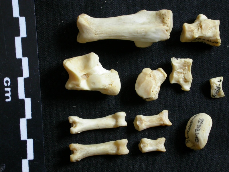 Tarse et phalanges (37363 visites) Lycaon pictus - Mâle - Adulte - Éléments droitsCollection : Département d'Ostéologie du Musée ... Tarse et phalanges