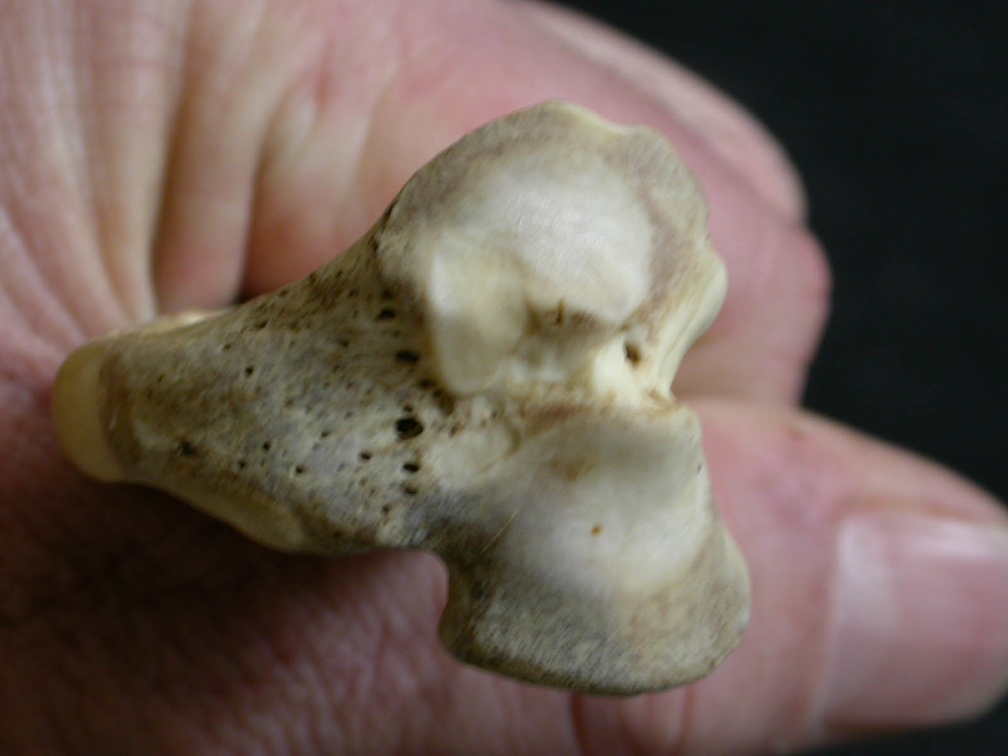 Tibia: parte proximal (8319 visitas) Lycaon pictus - Macho - Adulto - Elemento izquierdoColección : Departamento d'Osteología del Muse... Tibia: parte proximal