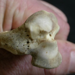 Tibia: proximale part (8321 visits) Lycaon pictus - Male - Adult - Left elementCollection: Department d'Osteology of National Museum of... Tibia: proximale part