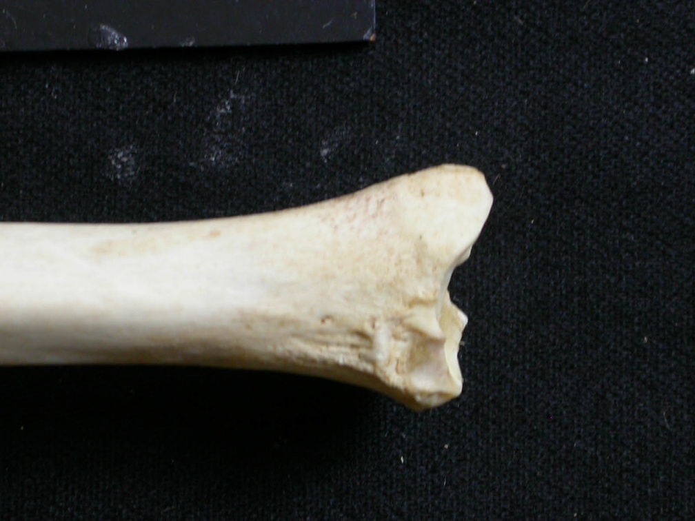 Tibia: parte distal (8857 visitas) Lycaon pictus - Macho - Adulto - Elemento izquierdoColección : Departamento d'Osteología del Muse... Tibia: parte distal