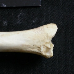 Tibia : partie distale (8847 visites) Lycaon pictus - Mâle - Adulte - Élément gaucheCollection : Département d'Ostéologie du Musée N... Tibia : partie distale