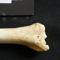 Tibia : partie distale (8780 visites) Lycaon pictus - Mâle - Adulte - Élément gaucheCollection : Département d'Ostéologie du Musée N... Tibia : partie distale