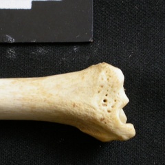 Tibia : partie distale (8795 visites) Lycaon pictus - Mâle - Adulte - Élément gaucheCollection : Département d'Ostéologie du Musée N... Tibia : partie distale