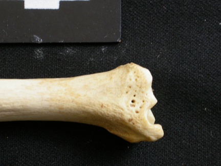 Tibia: distal part (8784 visits) Lycaon pictus - Male - Adult - Left elementCollection: Department d'Osteology of National Museum of... Tibia: distal part