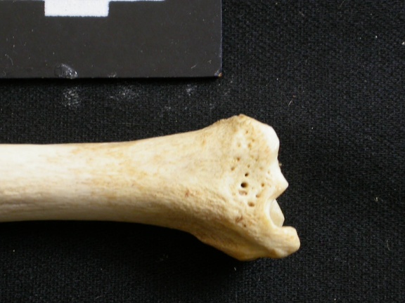 Tibia : partie distale (8784 visites) Lycaon pictus - Mâle - Adulte - Élément gaucheCollection : Département d'Ostéologie du Musée N... Tibia : partie distale