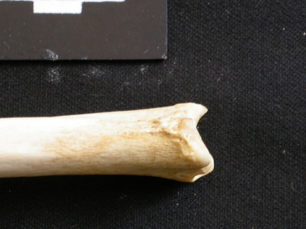 Tibia: distal part (8877 visits) Lycaon pictus - Male - Adult - Left elementCollection: Department d'Osteology of National Museum of... Tibia: distal part
