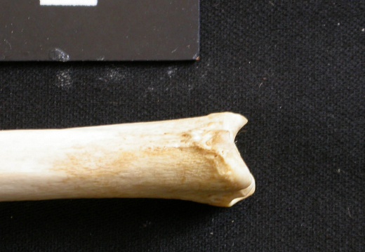 Tibia : partie distale (8874 visites) Lycaon pictus - Mâle - Adulte - Élément gaucheCollection : Département d'Ostéologie du Musée N... Tibia : partie distale