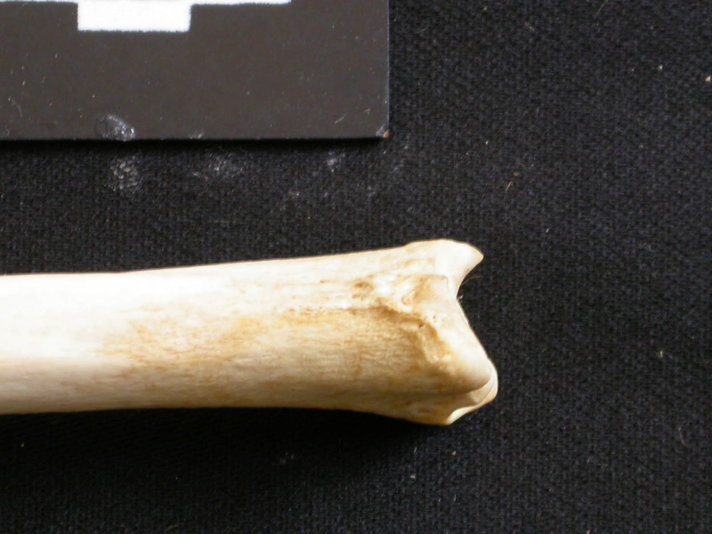 Tibia : partie distale (8902 visites) Lycaon pictus - Mâle - Adulte - Élément gaucheCollection : Département d'Ostéologie du Musée N... Tibia : partie distale