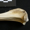 Tibia : partie proximale (8838 visites) Lycaon pictus - Mâle - Adulte - Élément gaucheCollection : Département d'Ostéologie du Musée N... Tibia : partie proximale