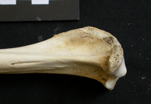 Tibia : partie proximale (8575 visites) Lycaon pictus - Mâle - Adulte - Élément gaucheCollection : Département d'Ostéologie du Musée N... Tibia : partie proximale