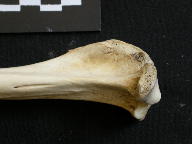 Tibia: proximale part (8583 visits) Lycaon pictus - Male - Adult - Left elementCollection: Department d'Osteology of National Museum of... Tibia: proximale part