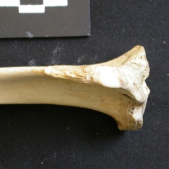 Tibia: proximale part (8689 visits) Lycaon pictus - Male - Adult - Left elementCollection: Department d'Osteology of National Museum of... Tibia: proximale part
