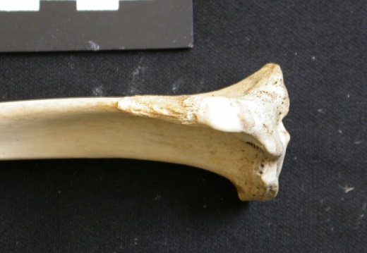 Tibia : partie proximale (8662 visites) Lycaon pictus - Mâle - Adulte - Élément gaucheCollection : Département d'Ostéologie du Musée N... Tibia : partie proximale