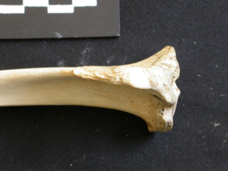 Tibia: proximale part (8665 visits) Lycaon pictus - Male - Adult - Left elementCollection: Department d'Osteology of National Museum of... Tibia: proximale part