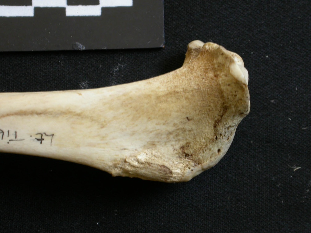 Tibia : partie proximale (8748 visites) Lycaon pictus - Mâle - Adulte - Élément gaucheCollection : Département d'Ostéologie du Musée N... Tibia : partie proximale