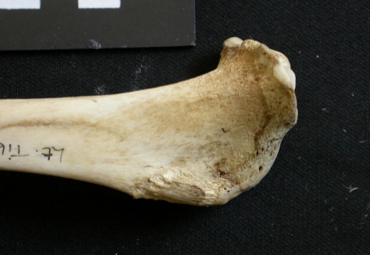 Tibia : partie proximale (8743 visites) Lycaon pictus - Mâle - Adulte - Élément gaucheCollection : Département d'Ostéologie du Musée N... Tibia : partie proximale