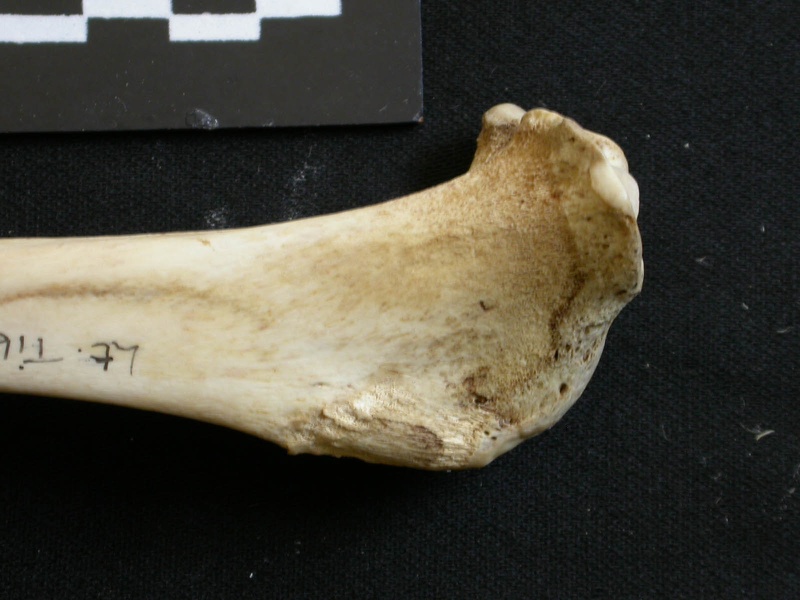 Tibia: proximale part (8752 visits) Lycaon pictus - Male - Adult - Left elementCollection: Department d'Osteology of National Museum of... Tibia: proximale part