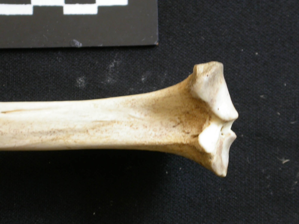 Tibia : partie proximale (9137 visites) Lycaon pictus - Mâle - Adulte - Élément gaucheCollection : Département d'Ostéologie du Musée N... Tibia : partie proximale
