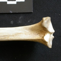 Tibia: proximale part (9164 visits) Lycaon pictus - Male - Adult - Left elementCollection: Department d'Osteology of National Museum of... Tibia: proximale part