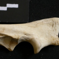 Ulna: proximale part (10394 visits) Lycaon pictus - Male - Adult - Right elementCollection: Department d'Osteology of National Museum o... Ulna: proximale part